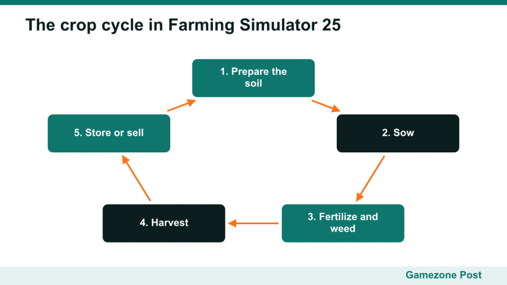 Cycle diagram: prepare soil, sow, fertilize, harvest, store or sell